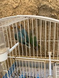 Inseparabili