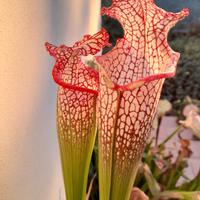 piante carnivore sarracenia e utricolaria