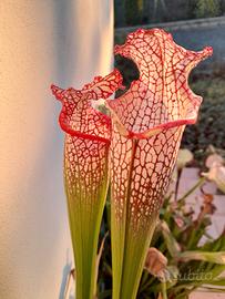piante carnivore sarracenia e utricolaria