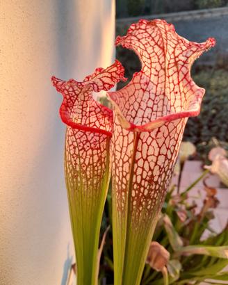 piante carnivore sarracenia e utricolaria