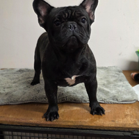 Bulldog francese femmina 1 anno PEDIGREE ENCIC