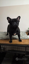 Bulldog francese femmina 1 anno PEDIGREE ENCIC