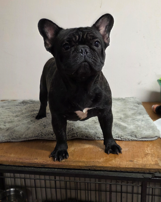 Bulldog francese femmina 1 anno PEDIGREE ENCIC