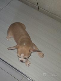 Bulldog francese femmina crema cucciola