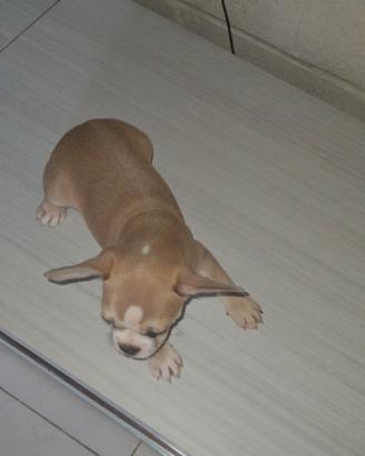 Bulldog francese femmina crema cucciola