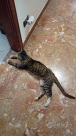 Gattino bello socievole vaccinato