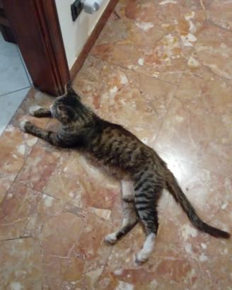 Gattino bello socievole vaccinato