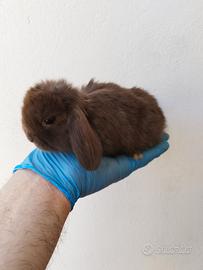 Coniglio nano ariete Chocolate