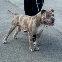 American bully XL