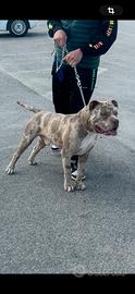 American bully XL