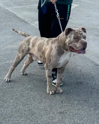 American bully XL