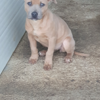 Pitbull