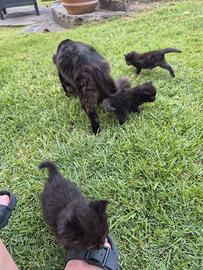 Cuccioli di gatto