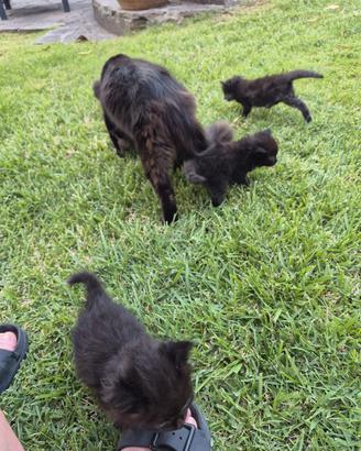 Cuccioli di gatto