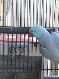 Coppia di parrocchetti dal collare