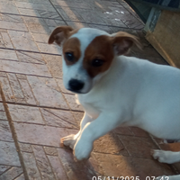 Stupendi cuccioli di Jack Russell/ Pincher