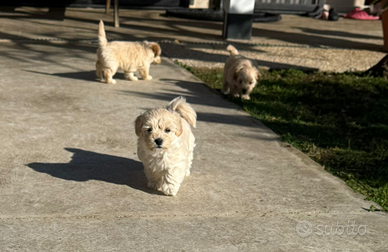 Cuccioli maltipoo
