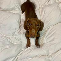 Bassotto nano disponibile per monta