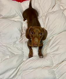 Bassotto nano disponibile per monta