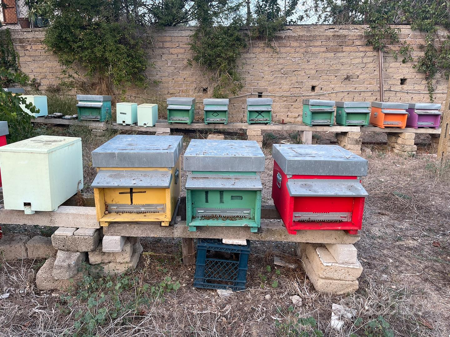 Famiglia d api con arnia - Animali In vendita a Roma