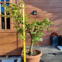 Bonsai Acero Campestre