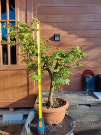 Bonsai Acero Campestre