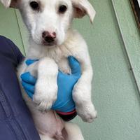 Olaf Cucciolo taglia medio grande