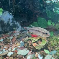 Pelvicacromis Sub Ocellatus maschio