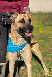 Zayed un caro amico da adottare