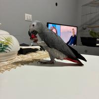 Cenerino di 3 mesi e mezzo allevato a mano