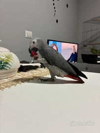 Cenerino di 3 mesi e mezzo allevato a mano