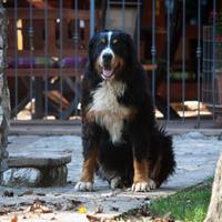 Cuccioli bovaro bernese