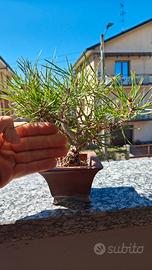 bonsai shohin pino Nero Giapponese