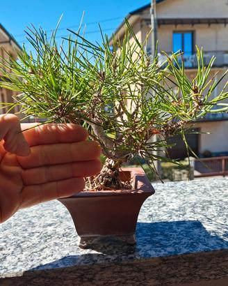 bonsai shohin pino Nero Giapponese