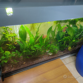 Piante e pesci per acquario