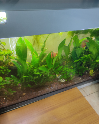 Piante e pesci per acquario