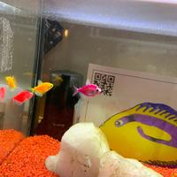Acquario Ferplast mod.capri 40 lt