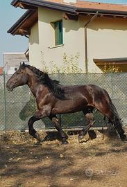 Castrone frisone/murgese
