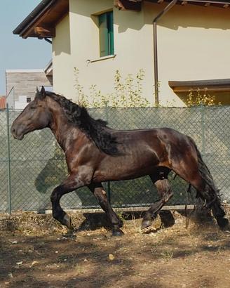 Castrone frisone/murgese