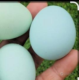 Galline razza Legbar (colorazione guscio azzurro)