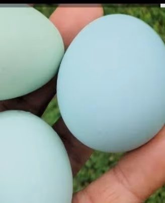 Galline razza Legbar (colorazione guscio azzurro)