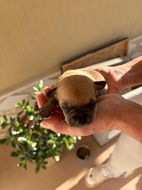 Cuccioli di Chihuahua 2 maschi ??