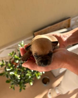 Cuccioli di Chihuahua 2 maschi ??