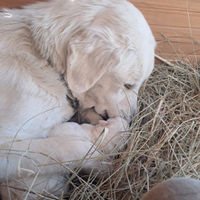 Cuccioli di Pastore Maremmano Abbruzzese