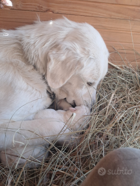 Cuccioli di Pastore Maremmano Abbruzzese