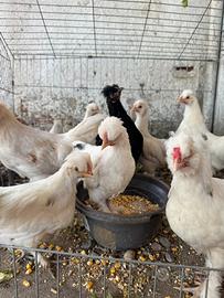 Pulcini di Moroseta X bantam