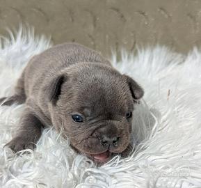 Bulldog francese merle and tan
