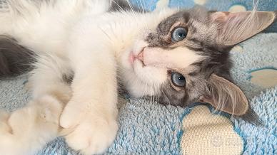 cucciolo Maine coon occhi blu