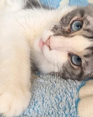 cucciolo Maine coon occhi blu