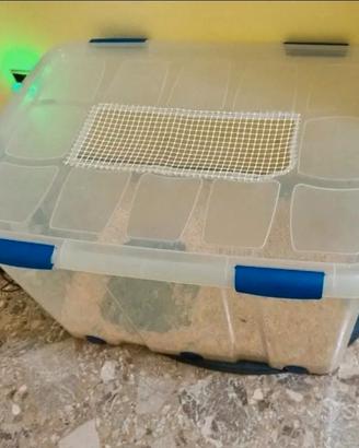 Teca gabbia roditori, riccio africano, criceti